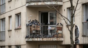 Expuls&eacute;e de son HLM &agrave; 77 ans pour avoir nourri des pigeons : cette d&eacute;cision choc de la Cour d&rsquo;appel de Paris pourrait aussi vous co&ucirc;ter votre logement