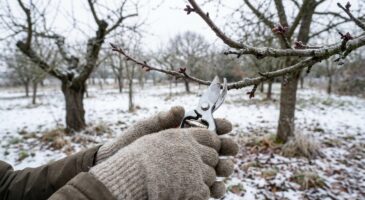Jardin : ces 4 arbres (cerisier, prunier, p&ecirc;cher, abricotier) qu&rsquo;il ne faut surtout pas tailler en janvier sous peine de graves maladies et r&eacute;coltes perdues