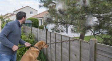 Chenilles processionnaires chez le voisin : ce r&eacute;flexe &agrave; avoir et droits avant que votre jardin ne devienne dangereux