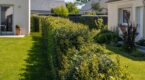 Bambous, peupliers : cette erreur de jardinage en limite de propri&eacute;t&eacute; qui peut vous co&ucirc;ter un proc&egrave;s et des milliers d&rsquo;euros