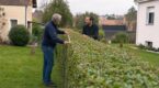 Haie de jardin : attention &agrave; ces essences aux racines d&eacute;vastatrices qui peuvent vous obliger &agrave; tout arracher sur demande du voisin