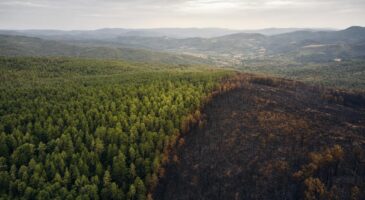 Investissement forestier : l&rsquo;erreur de diversification qui expose tout votre capital au risque d&rsquo;incendie