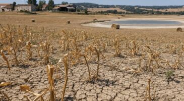 S&eacute;cheresse : &laquo;&nbsp;la pire ann&eacute;e jamais connue&nbsp;&raquo; pour les agriculteurs, le plan de sauvetage du gouvernement sera-t-il &agrave; la hauteur ?