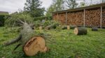 Temp&ecirc;te Austen : ce bois tomb&eacute; dans votre jardin est un pi&egrave;ge, voici le d&eacute;lai l&eacute;gal &agrave; respecter avant de le br&ucirc;ler en 2028