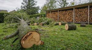 Temp&ecirc;te Austen : ce bois tomb&eacute; dans votre jardin est un pi&egrave;ge, voici le d&eacute;lai l&eacute;gal &agrave; respecter avant de le br&ucirc;ler en 2028